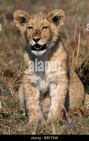 Lion jr. Stock Photo