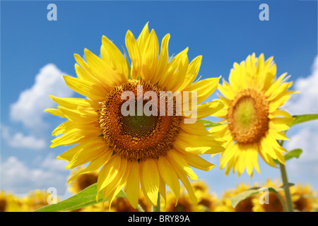 Sunflower Yamanashi Prefecture Honshu Japan Stock Photo