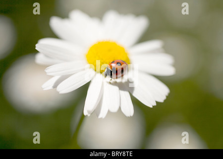 Ladybug on Ox-eye daisies (Chrysanthemum leucanthemum) Stock Photo
