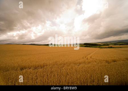 Wheat field Hokkaido Prefecture Japan Stock Photo