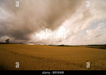 Wheat field Hokkaido Prefecture Japan Stock Photo