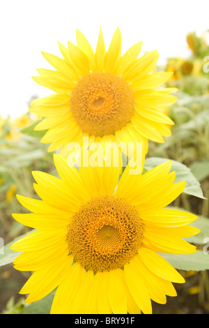Close-up of sunflowers Hokkaido Prefecture Japan Stock Photo
