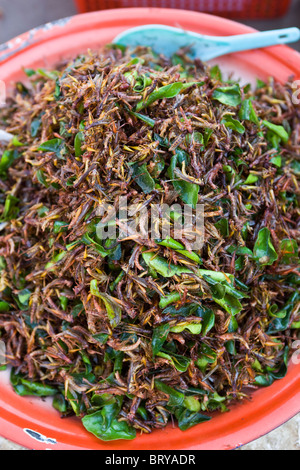 Fried Grasshoppers on sale at Bus Station Vientiane Laos Stock Photo
