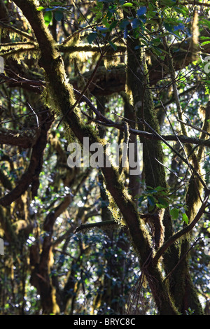 Canary Islands, La Gomera, Garajonay National Park (UNESCO Site), Laurel pre-glacial Forest Stock Photo