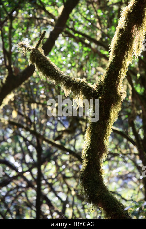 Canary Islands, La Gomera, Garajonay National Park (UNESCO Site), Laurel pre-glacial Forest Stock Photo