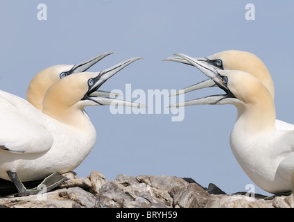 Northern Gannets squabbling over some space at Bass Rock, Scotland Stock Photo