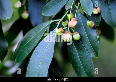 Euonymus japonica Grandiflora Japanese Spindle Tree evergreen seed fruit green leaves Stock Photo