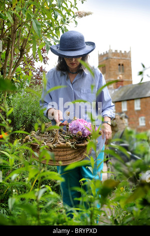 A woman picking flowers in a small cottage garden Oxfordshire UK Stock Photo