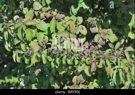 Common dogwood - Bloodtwig dogwood (Cornus sanguinea) dogberries in autumn - Vaucluse - Provence - France Stock Photo