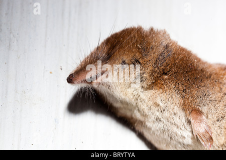 Dead Common Shrew Soricidae Sorex araneus Stock Photo - Alamy