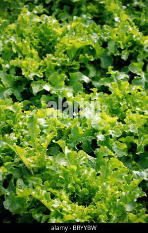 Lactuca sativa lettuce salad bowl Loose-leaf flavorful tender medium green deeply notched frilled leaves Stock Photo