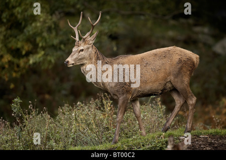 Young Red Deer, Cervus elaphus stag, Isle of Arran, Scotland Stock Photo