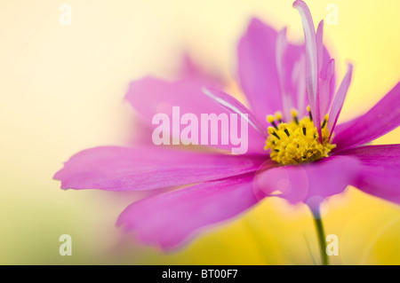 A single Pink Flower head of Cosmos Sonata 'Sensation' with Lens flare Stock Photo