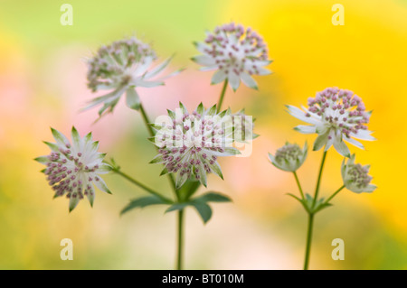 Close-up image of the beautiful summer flowering Astrantia major flower commonly known as Masterwort, image taken against a soft background. Stock Photo