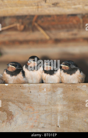 Four fledgling swallows waiting to be fed, perched on roof timbers in a barn. Dorset, UK August 2010 Stock Photo