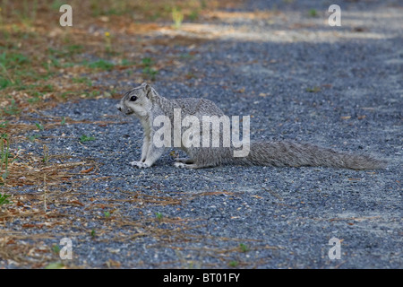 Delmarva Peninsula Fox Squirrel, (Sciurus niger cinereus), Endangered Species, Chincoteague National Wildlife Refuge, Assateague Stock Photo