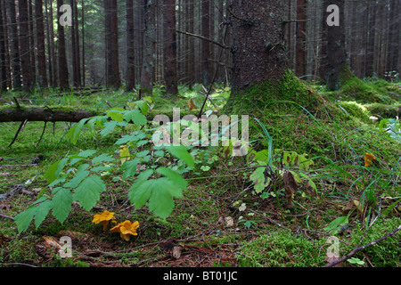 Yellow Chanterelle (Cantharellus cibarius) mushrooms growing below the leaf. Europe, autumn. Stock Photo