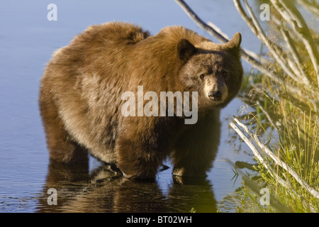 Cinnamon bear in water by river bank Stock Photo