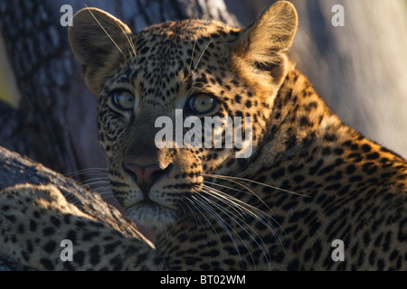 Leopard Resting Closeup Stock Photo