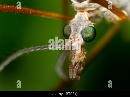 Extreme close-up of the face of a crane-fly (Tipula maxima) Stock Photo