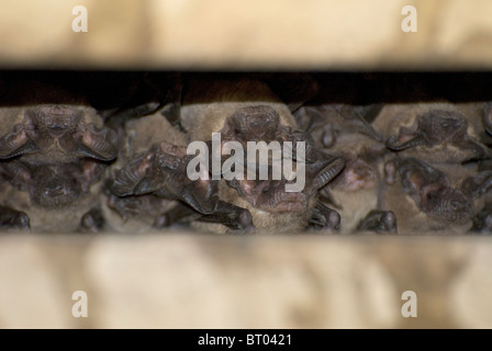 Mexican free-tailed bats, Tadarida brasiliensis, at Waugh St. Bridge, Houston, Texas USA Stock Photo