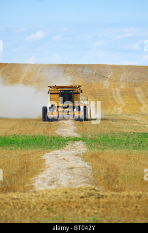 Combine harvesting wheat crop on Canadian Prairie, Near Winkler, Manitoba, Canada. Stock Photo