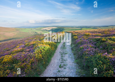 The South West Coast Path on Great Hangman. Exmoor National Park. Devon. England. UK. Stock Photo