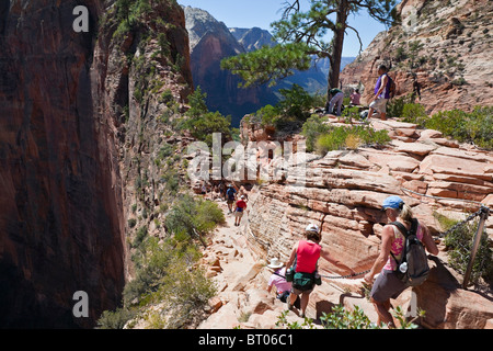 ZION NATIONAL PARK UTAH - SEPTEMBER 10, 2010: Hikers carefully transverse the double cliff trail to the top of the landmark peak Stock Photo