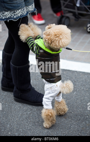 Dog Dressed up in Clothes Harajuku Tokyo Japan Stock Photo