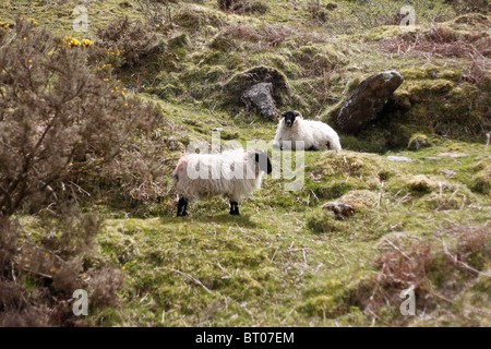 Two Sheep on Dartmoor National Park in Devon, England Stock Photo