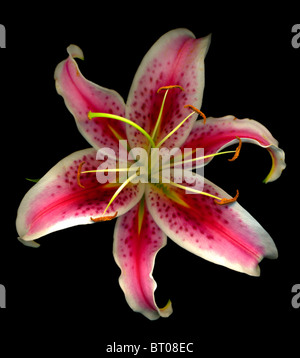 Pink Lily Stock Photo