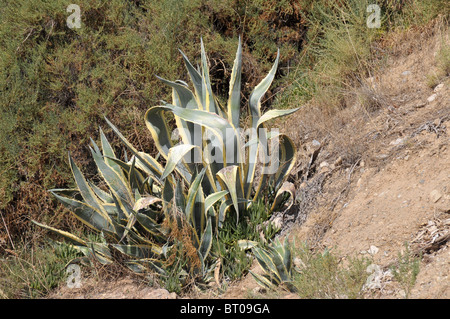 Wild Variegated Aloe Vera on Rocky Slope Bi coloured Aloe Vera growing wild Stock Photo