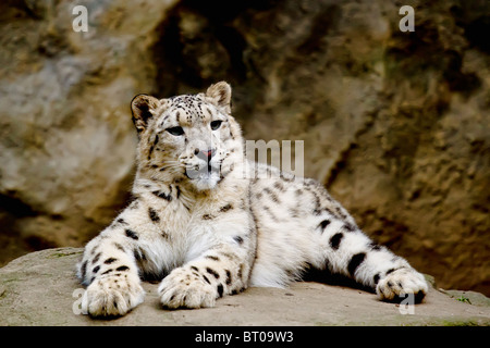 Snow Leopard Irbis (Panthera uncia) leopard looking ahead in zoo Stock Photo