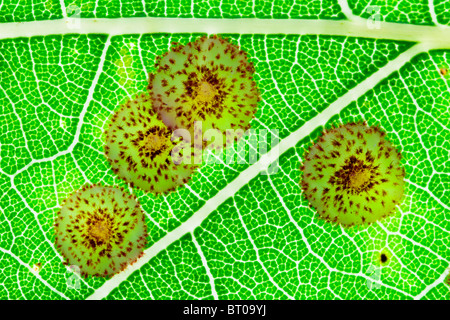 Spangle galls on oak leaf Stock Photo