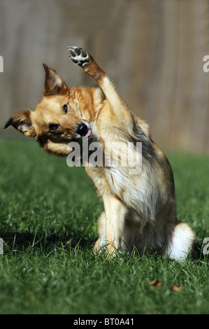 Mongrel (Canis lupus familiaris). Sitting individual with raised front paw. Stock Photo