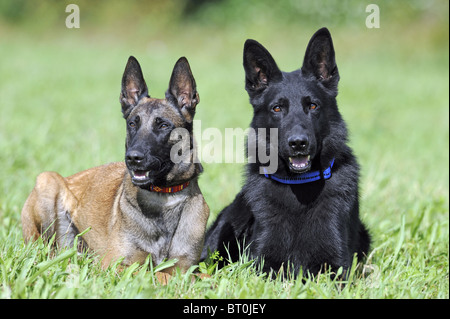 Black German Shepherd Dog, Alsatian (Canis lupus familiaris) and Belgian Shepherd Dog lying next to each other on a meadow. Stock Photo