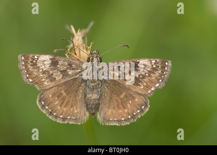 Dingy Skipper (Erynnis tages) Stock Photo