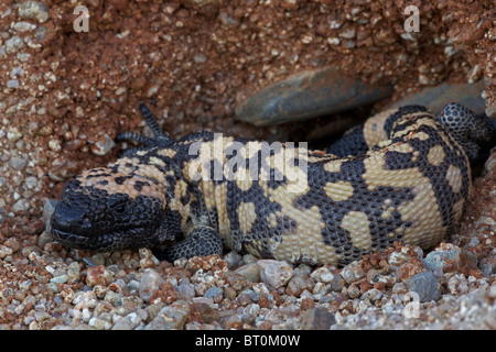 Gila monster  (Heloderma suspectum) Sonoran Desert - Arizona - One of two venomous lizards in the world Stock Photo