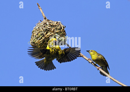 male and female black headed weaver - ploceus cucullatus Stock Photo