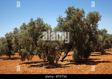 Campo de olivos en Antequera Málaga Andalucía España Olive grove Andalusia Spain Stock Photo