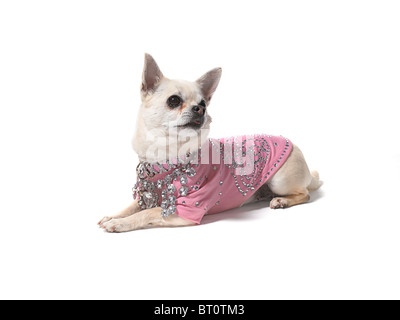 A Chihuahua lying on a white background Stock Photo