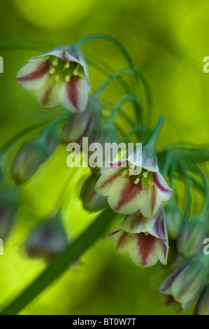 Bell-shaped flowers of Honey Garlic - Allium Bulgaricum Stock Photo