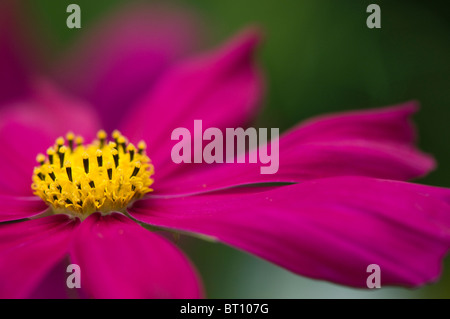Close-up image of a single Pink Cosmos Sonata Flower