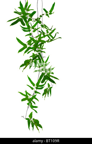 Tropical creeper plants hanging on white background Stock Photo