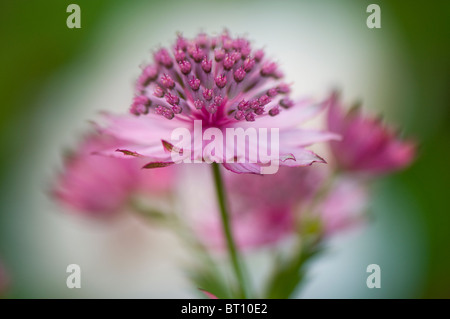 Close-up image of the beautiful summer flowering Astrantia major flower commonly known as Masterwort, image taken against a soft background.