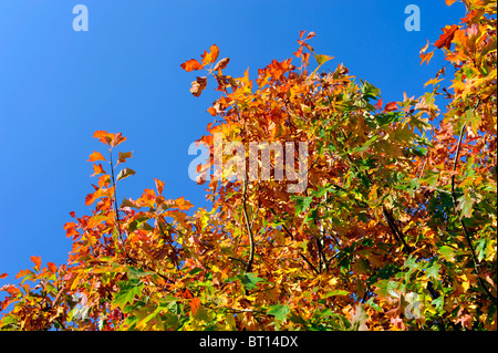 brightly coloured autumn leaves against a deep blue sky