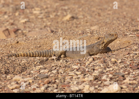 Egyptian Mastigure (Uromastyx aegyptia), AKA Leptien's Mastigure, or ...