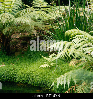 Close-up of lush green ferns and helzine in corner of Australian garden Stock Photo