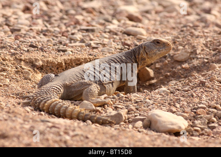 Egyptian Mastigure (Uromastyx aegyptia), AKA Leptien's Mastigure, or Egyptian dab lizard. Stock Photo