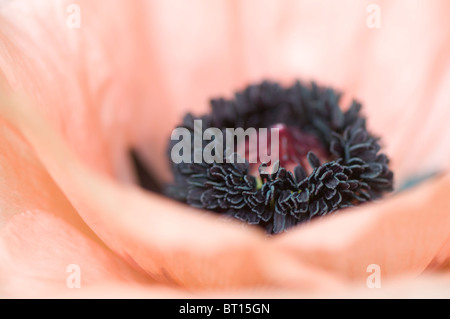 A close-up image of Papaver orientale 'Mrs Perry' Stock Photo